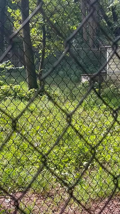 Endangered Wolf Center - Community Service/Non-Profit Near Me - Eureka, Missouri