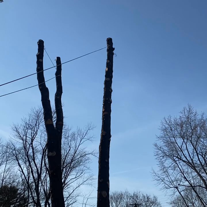 Tree Care Services - 3 for 1 - Tree Services Near Me