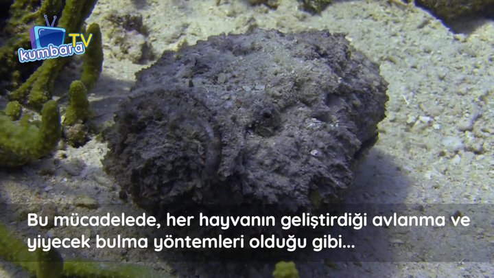 thumbnail Videolu Konular