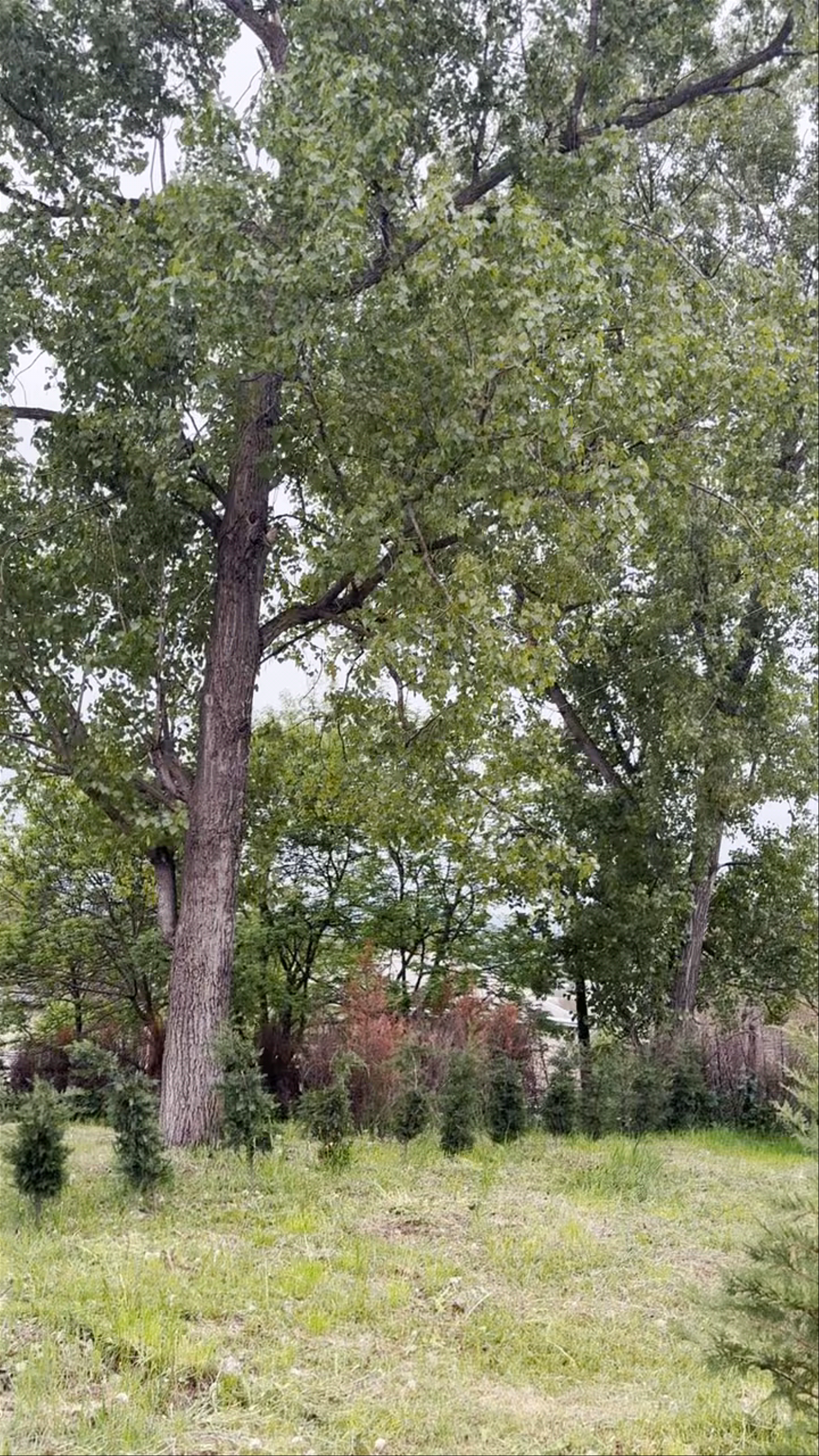 JA-GE. ჟა-ღე