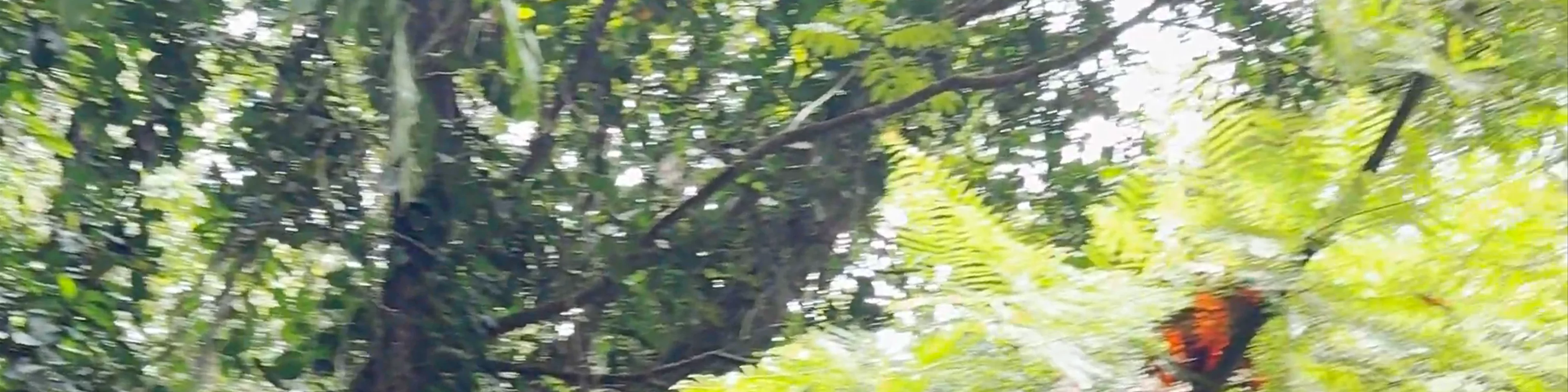 Cascade de Bis
