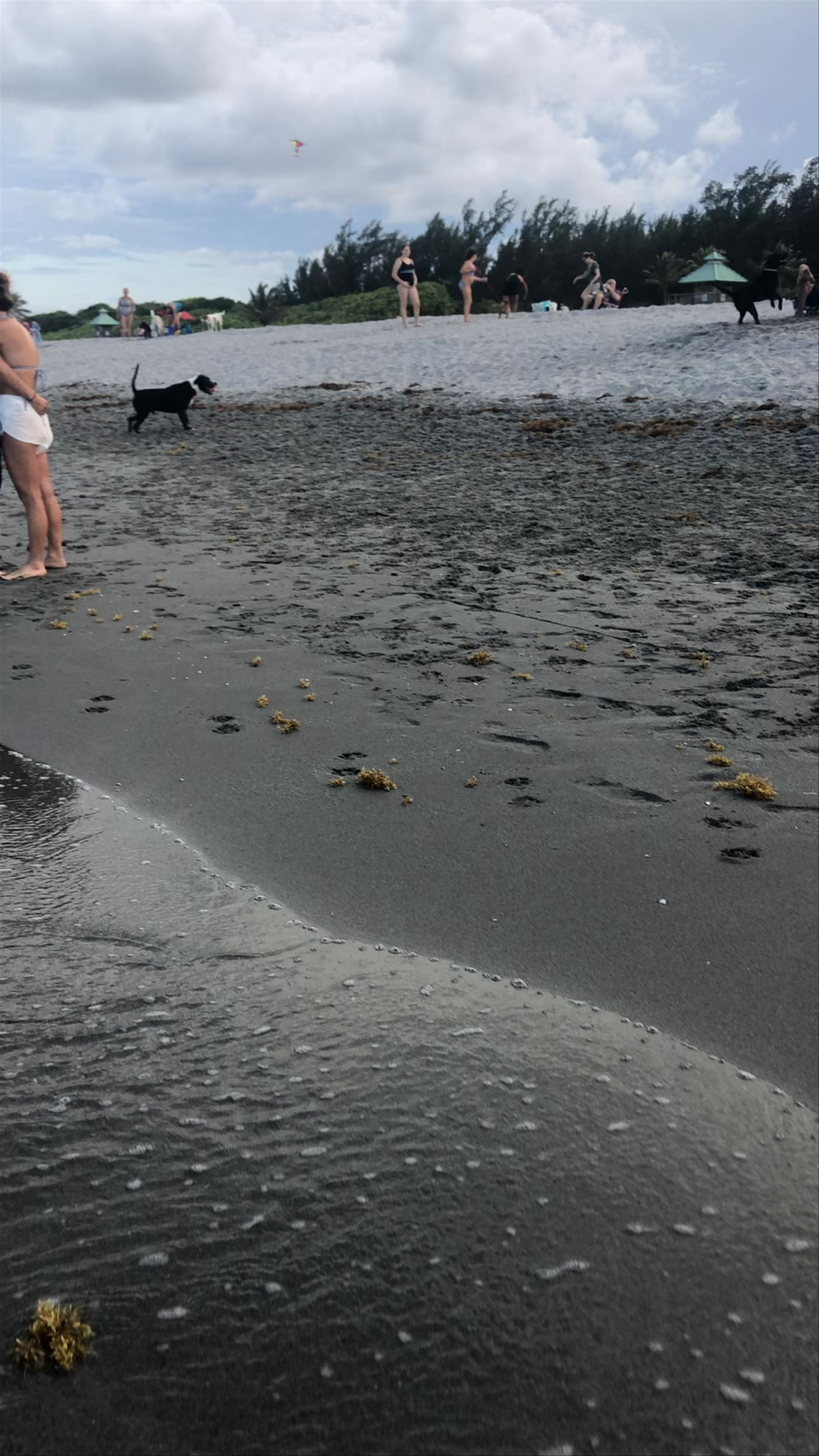 Bark Park Dog Beach: Playful Canine Fun in Boca Raton