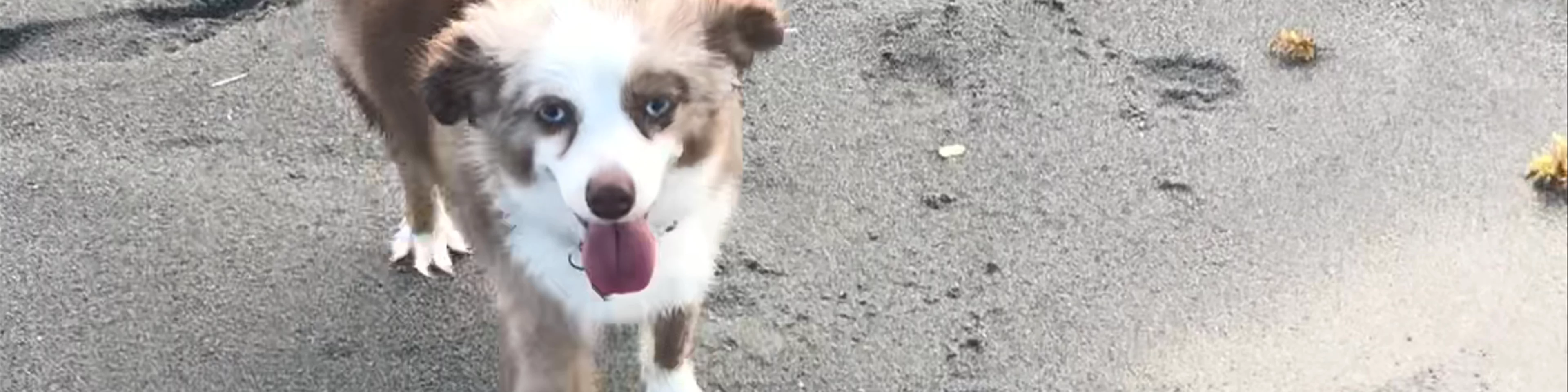 Bark Park Dog Beach