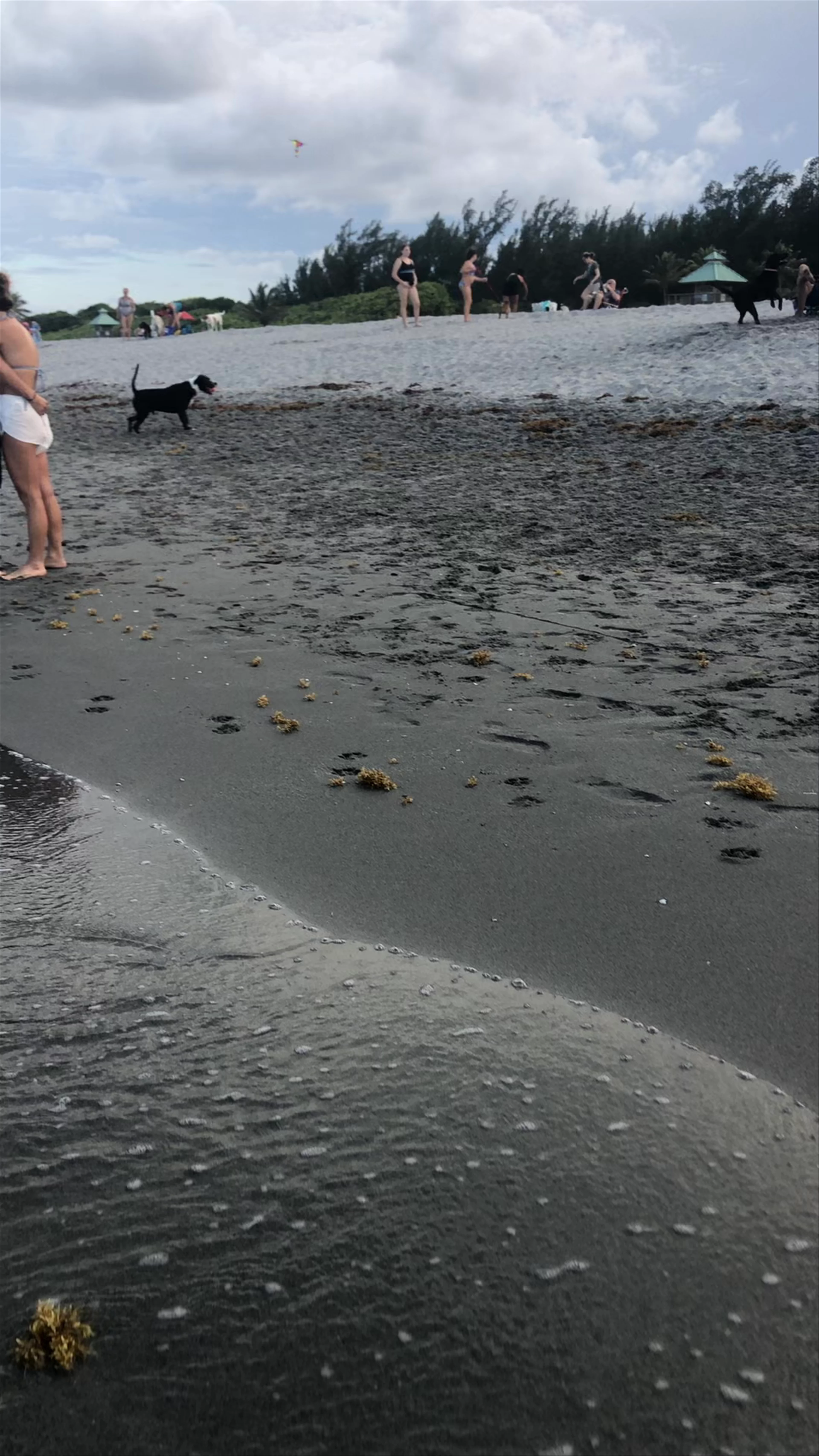 Bark Park Dog Beach