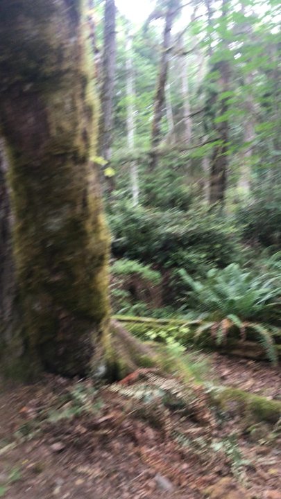 Green Mountain State Forest - Flat terrain of the Wildcat Trail - Hiking Near Me - Bremerton, Washington
