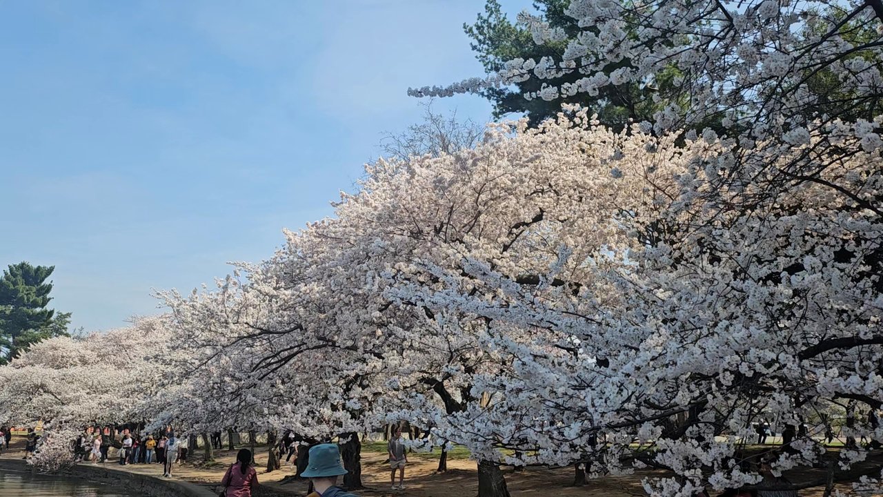 Tidal Basin - Peak of the Cherry Blossoms. - Lakes Near Me - Washington, DC, District of Columbia