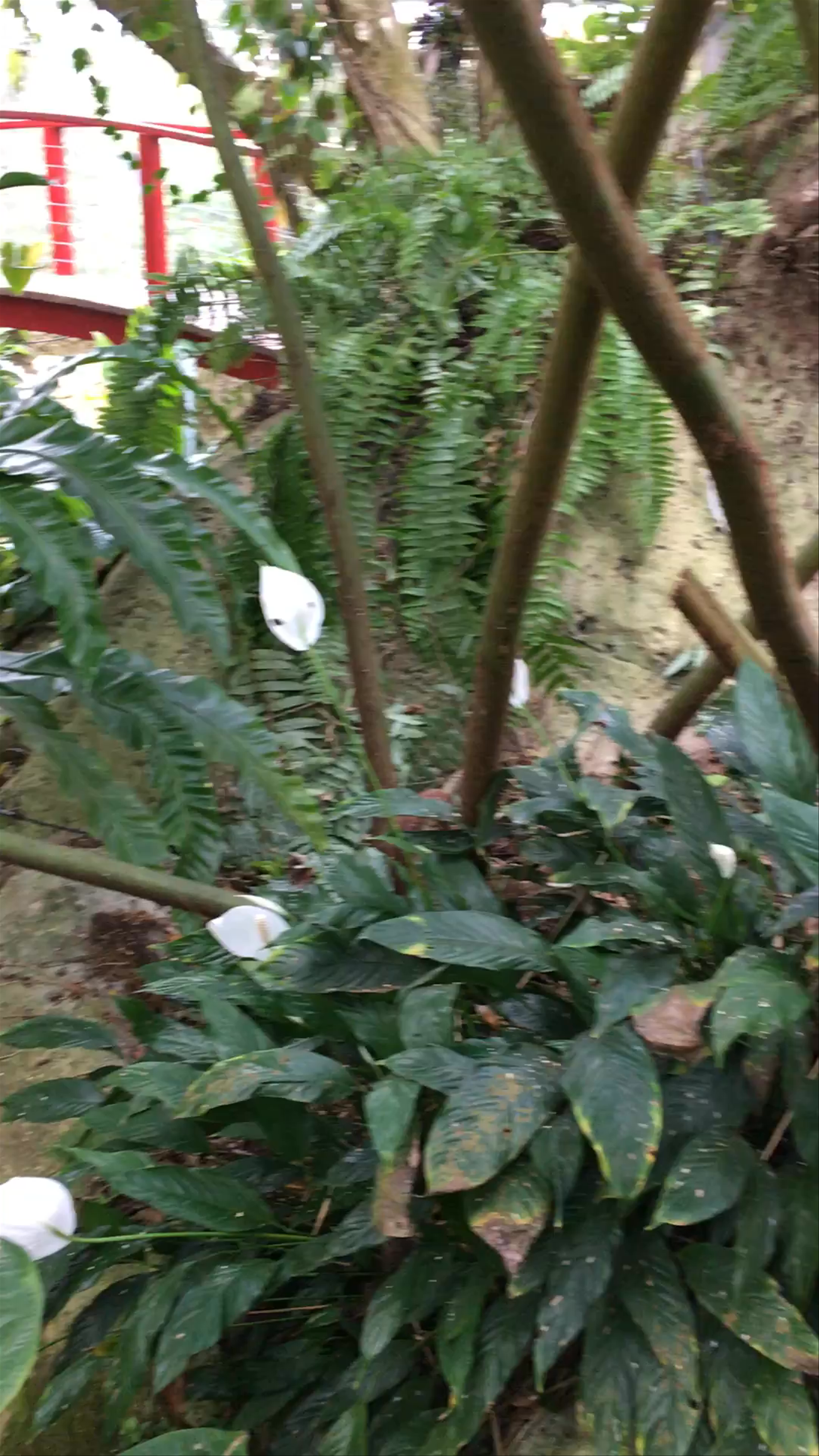 Australian Butterfly Sanctuary