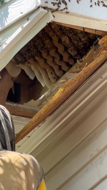 B's Bees - The hive being removed. - Honey Near Me - Loxley, Alabama