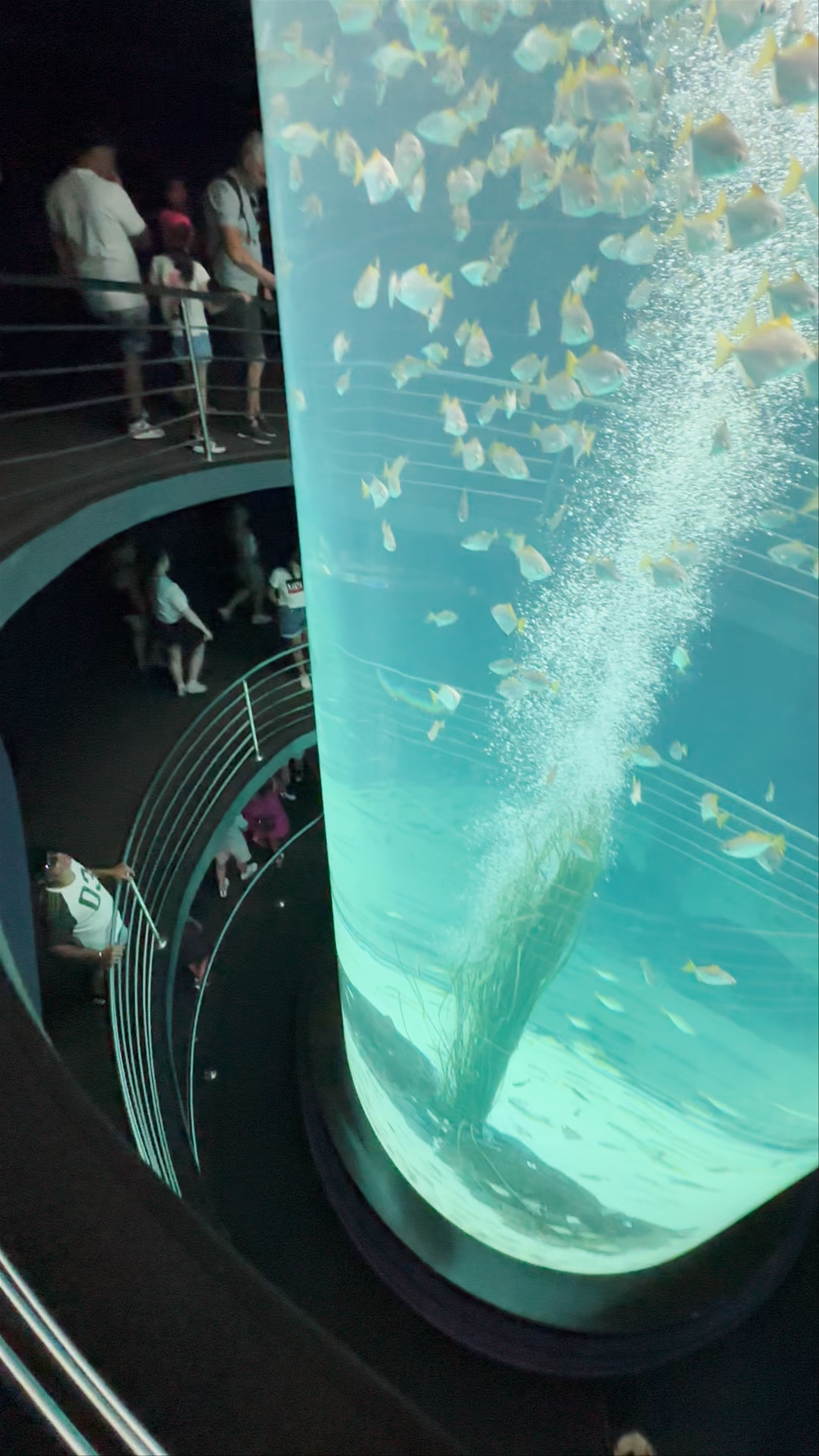 Immersive Coral Kingdom