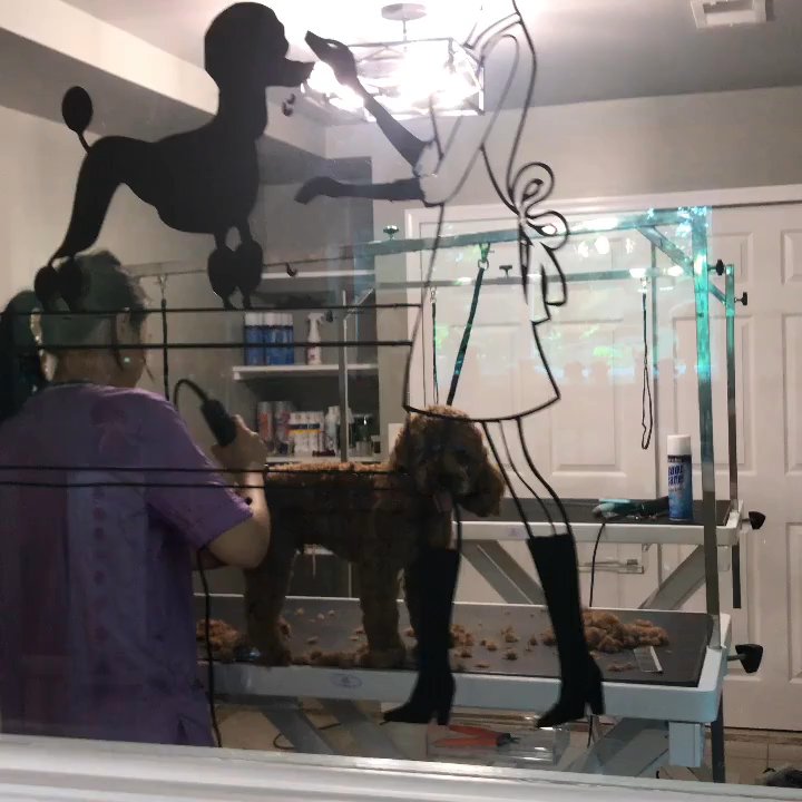 Star Dog Salon - Cute Ike - Pet Groomers Near Me - Gainesville, Virginia