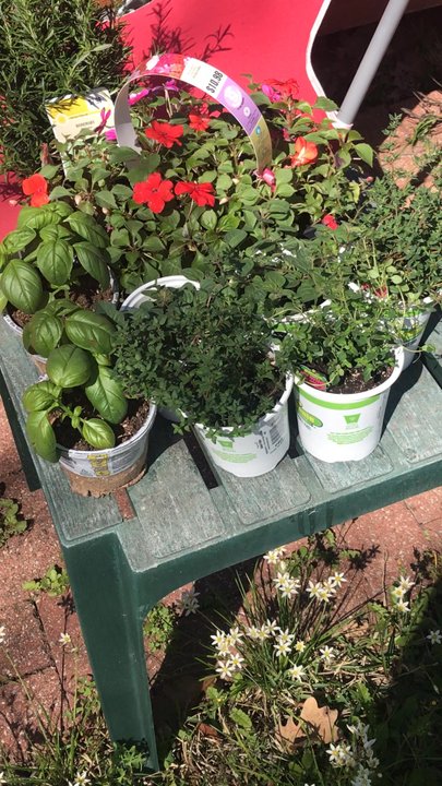 Lowe's Home Improvement - Pick an herb, any herb! - Hardware Stores Near Me - Ft. Worth, Texas
