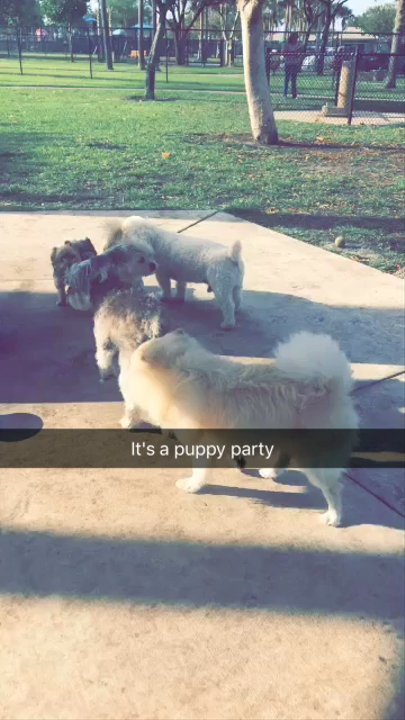 Canine Cove - Toby meeting new friends!! We had a great time - Dog Parks Near Me - Boca Raton, Florida