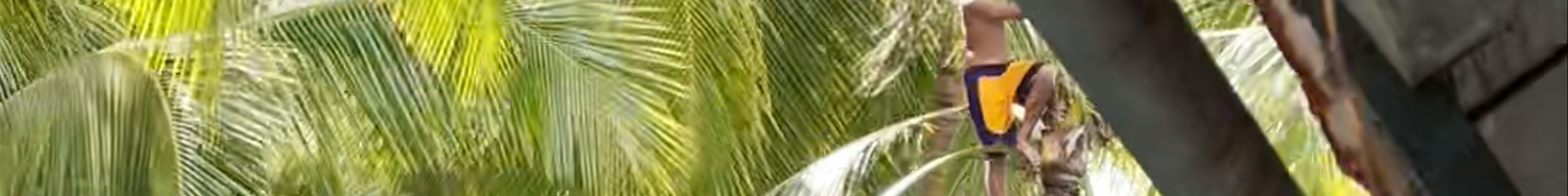 Tours & experiences in Loboc