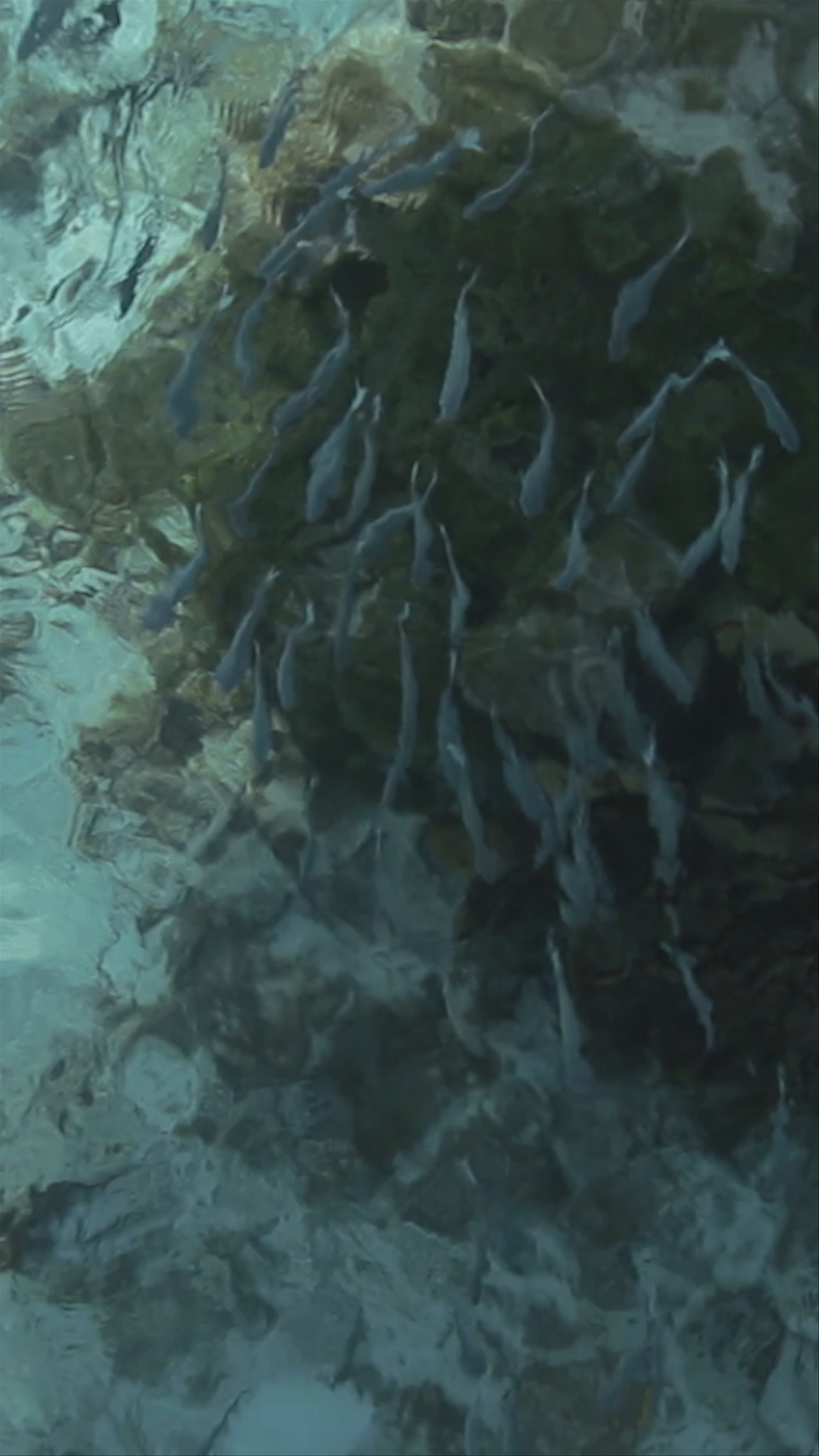 Tikehau Pearl Beach Resort