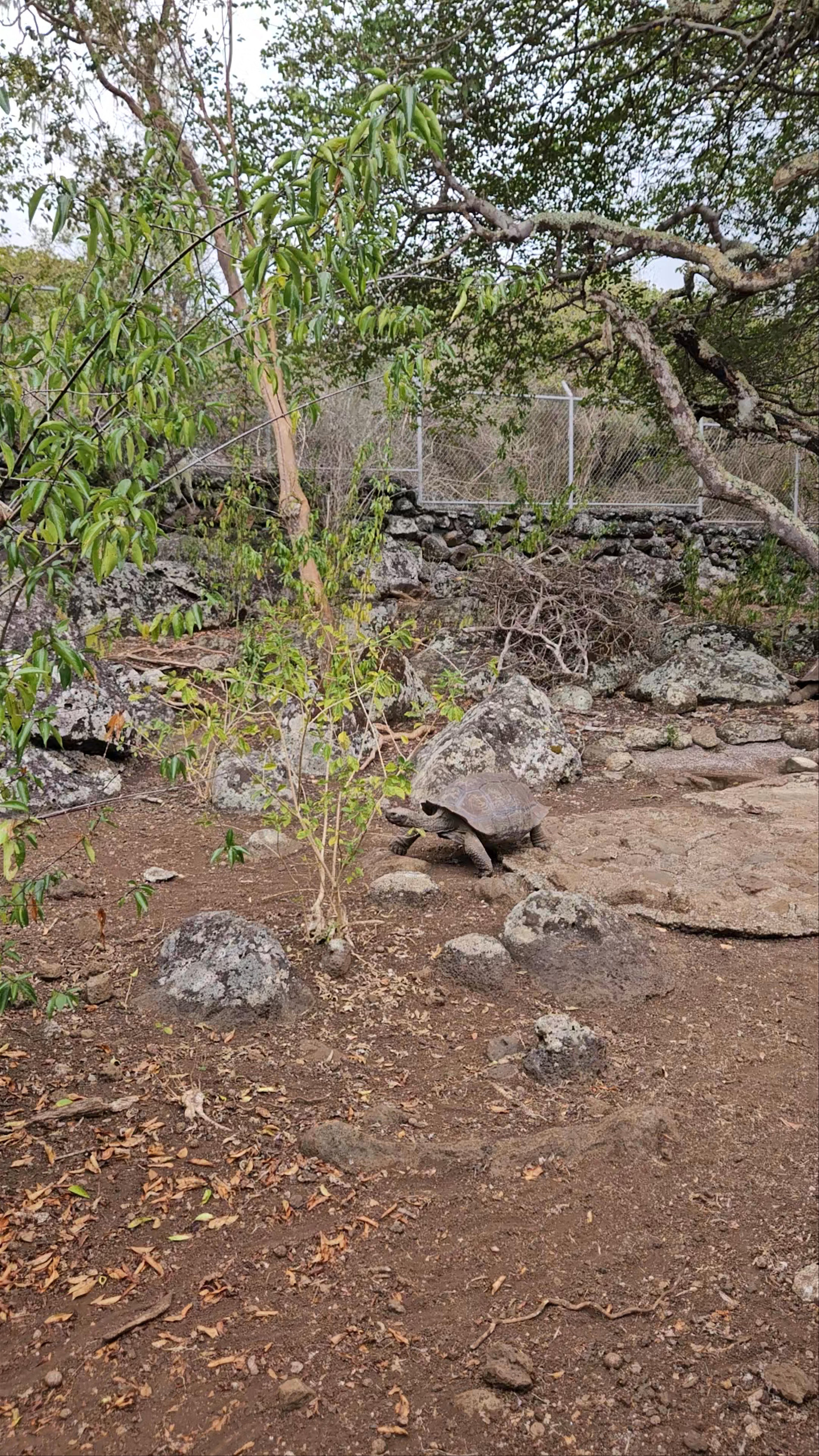 Galapaguera de Cerro Colorado