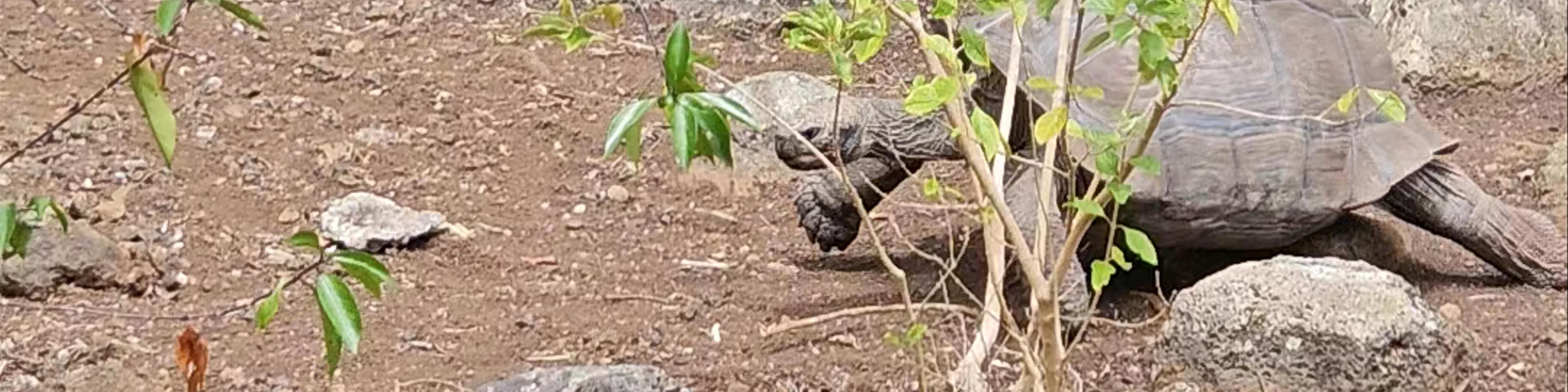 Galapaguera de Cerro Colorado