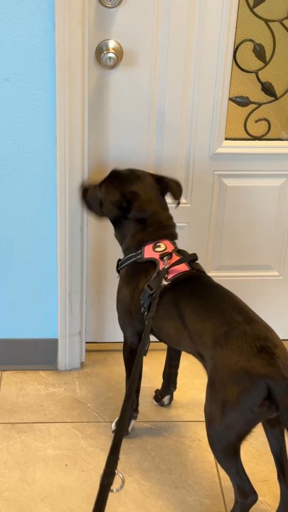 Dawgs House - Here's a short clip of Bella wanting to be let in so she can play with her pals! - Pet Sitting Near Me - Las Vegas, Nevada