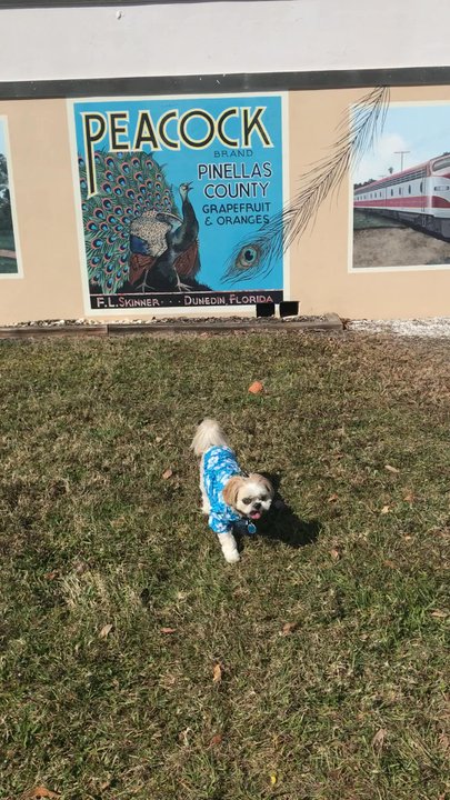 Weaver Park - Parks Near Me - Dunedin, Florida