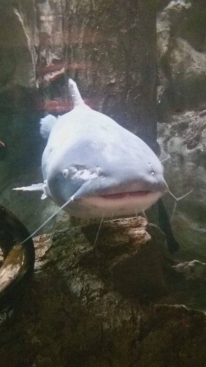 Cabela's - This guy is huge! - Guns & Ammo Near Me - La Vista, Nebraska