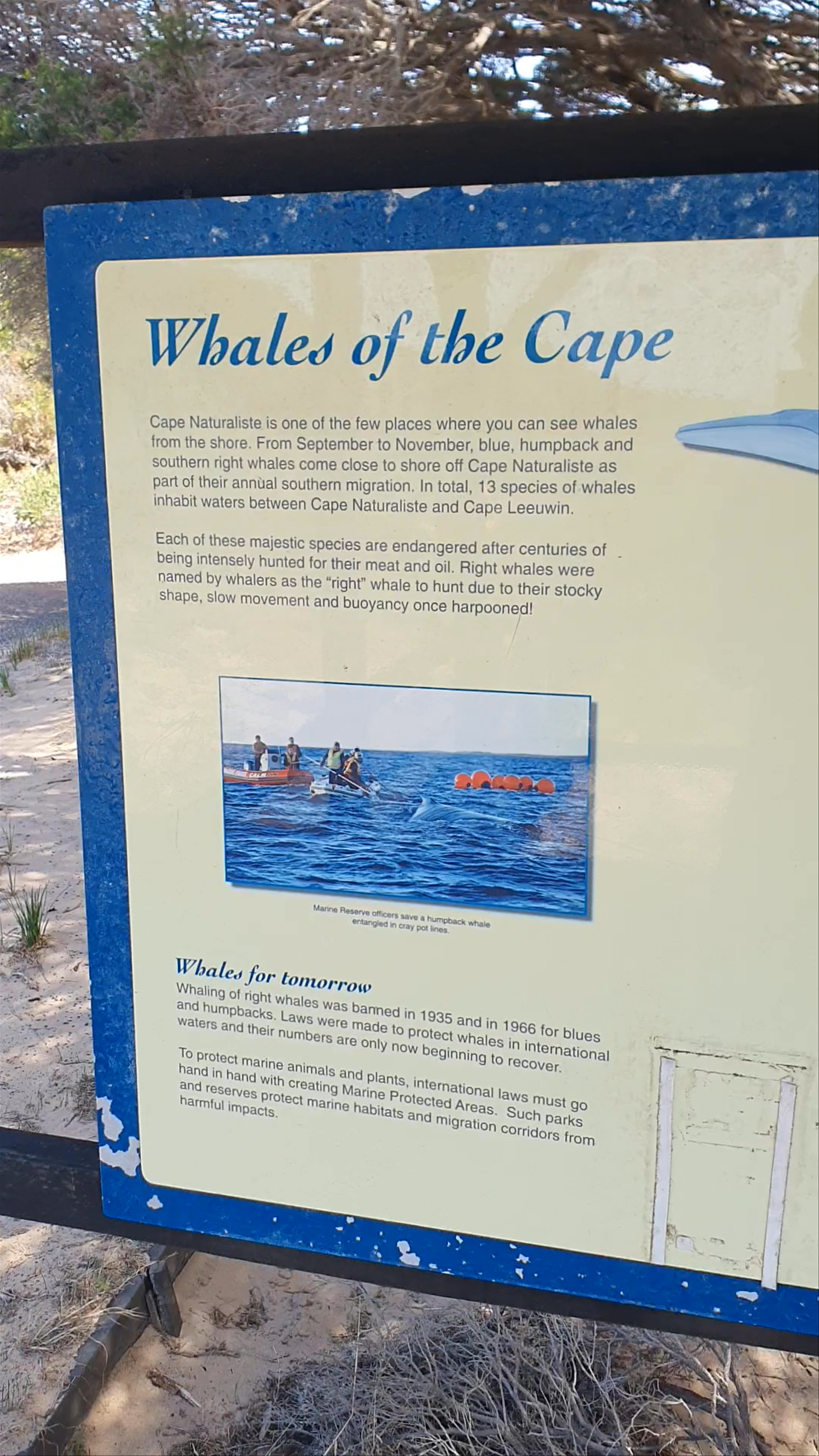 Whale Watching Platform