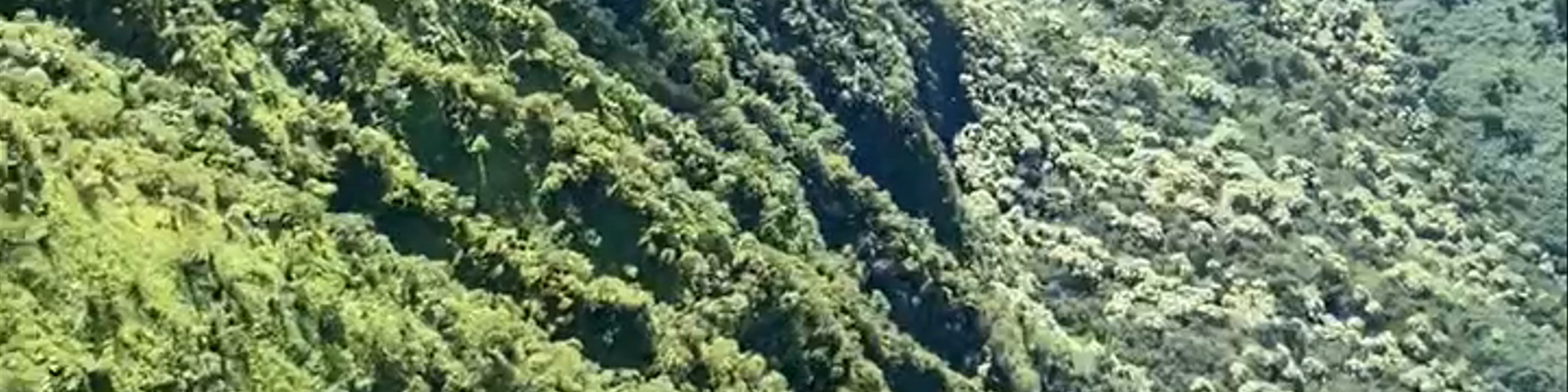 Kahului