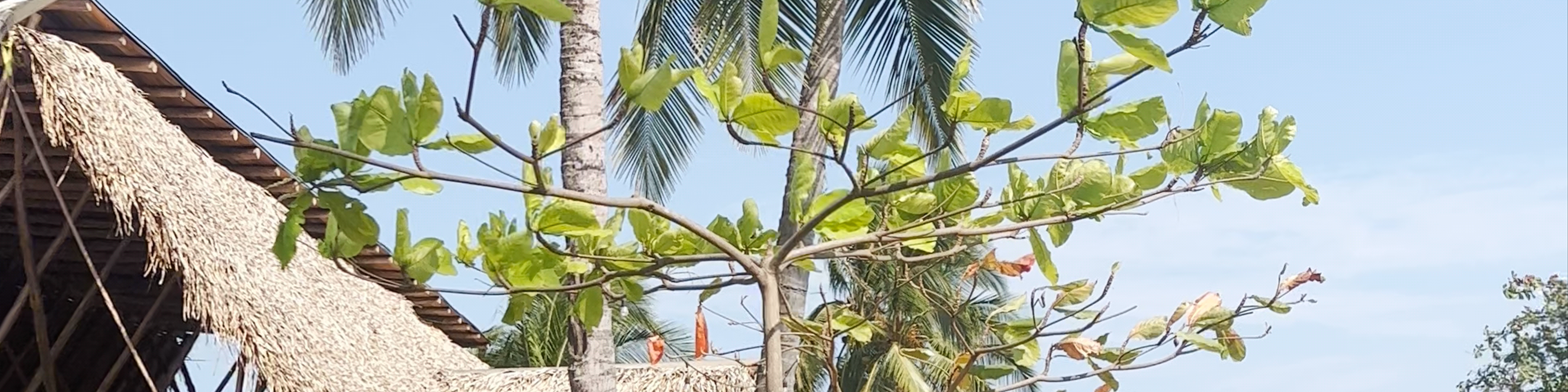Pedasí