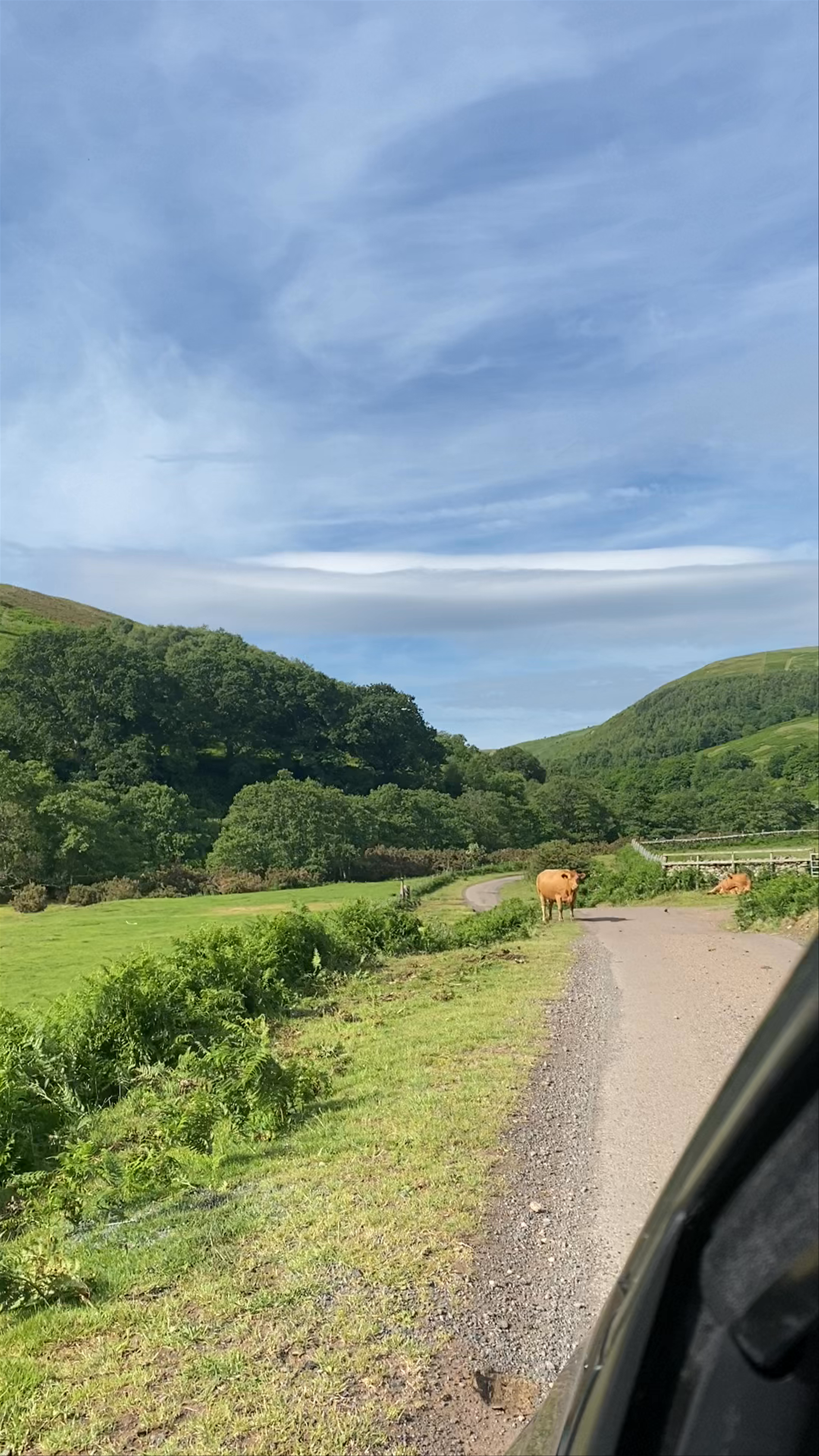 Scenic Drive through Northumberland National Park with Grazing Cows