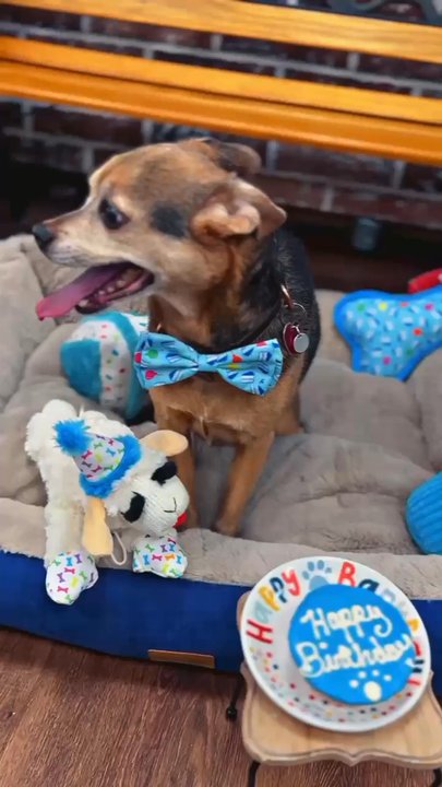 Shake A Paw - I love him and we just celebrated his 10th birthday and visited Shake Paw who put together this cute video with him. Thank you SAP!!! - Pet Stores Near Me - Lynbrook, New York