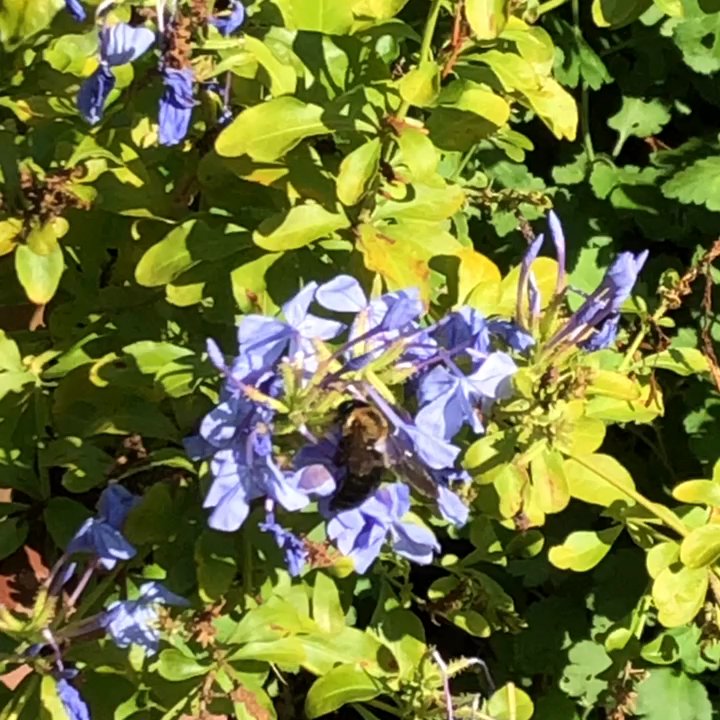 Wing Haven - Botanical Gardens Near Me - Charlotte, North Carolina