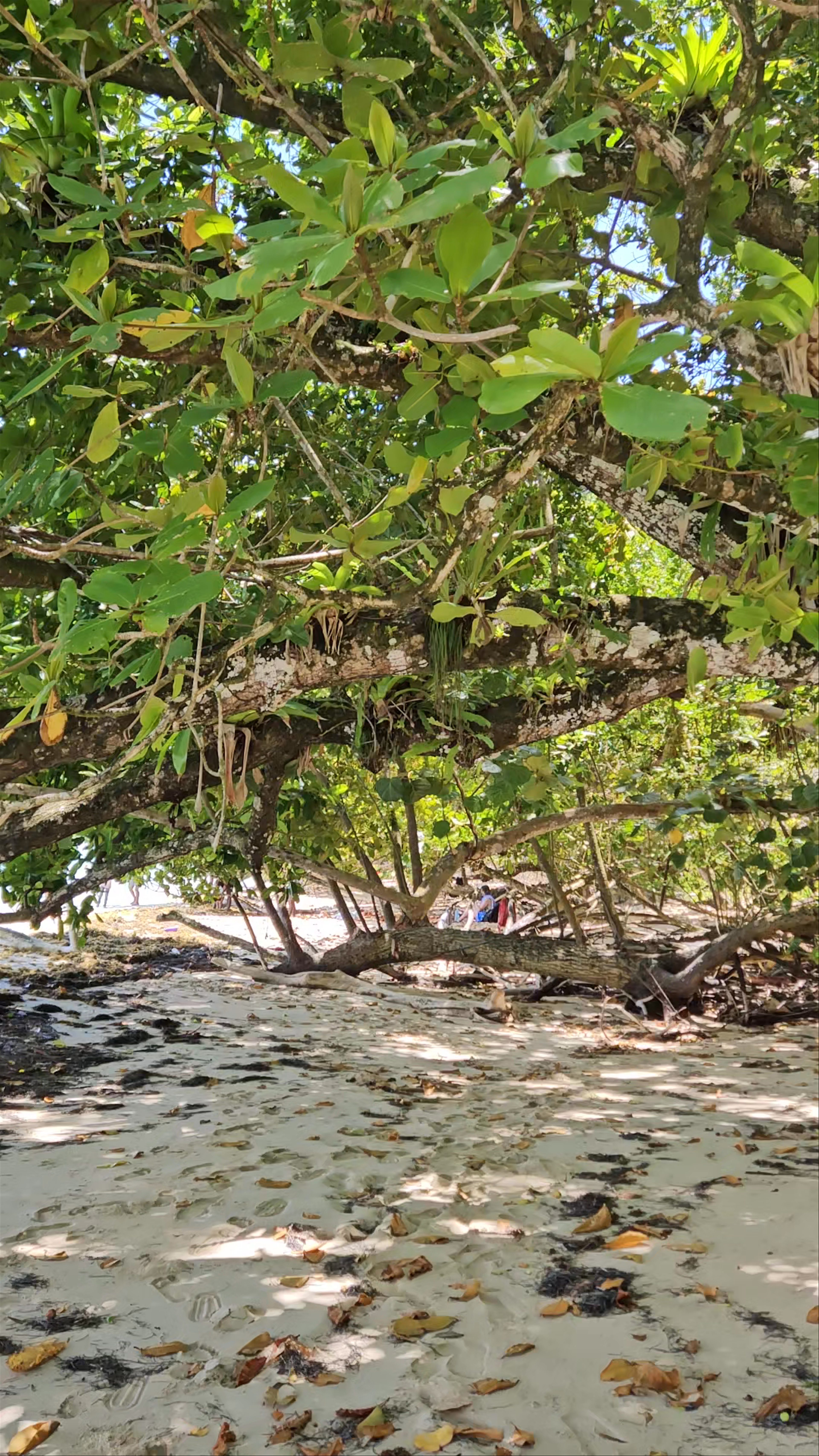 Palmar Beach Lodge