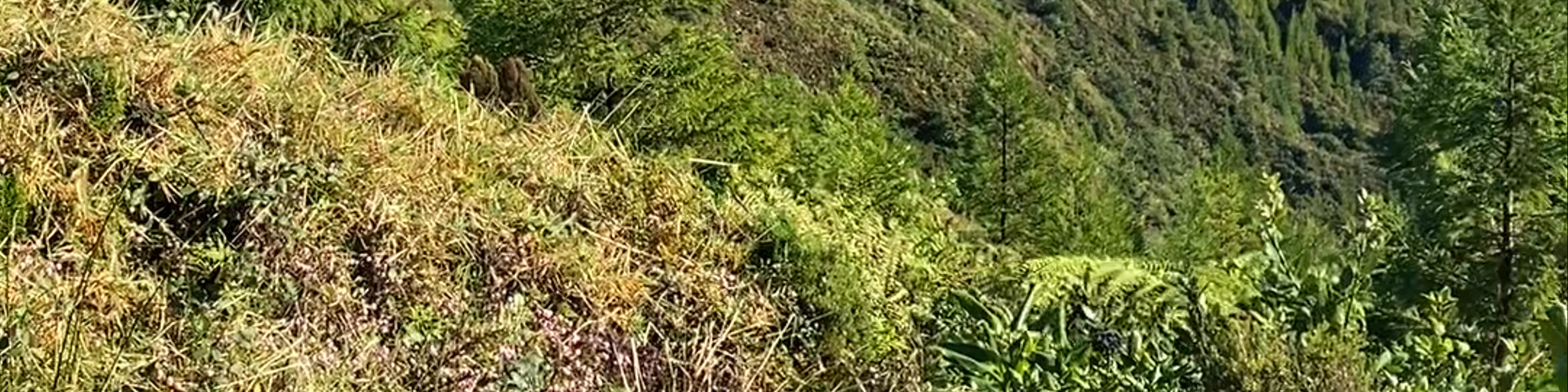 Miradouro da Lagoa do Fogo
