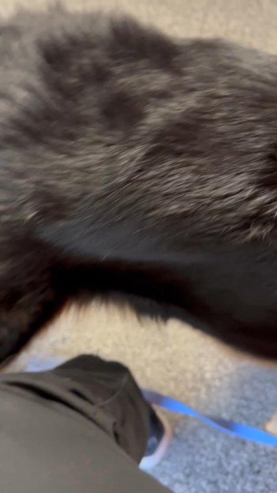 Dogtopia McKinney - Wound when picked up - Pet Boarding Near Me - McKinney, Texas