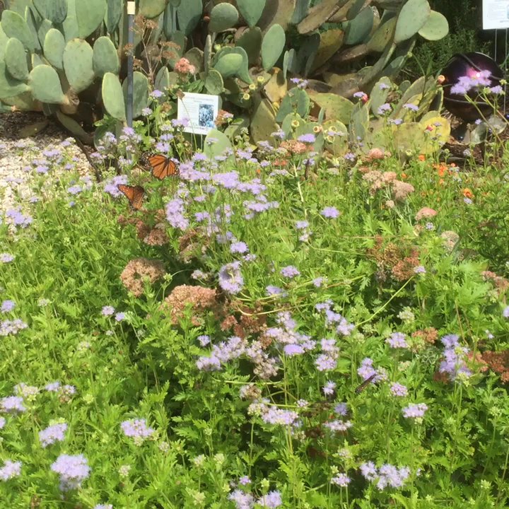 Weston Gardens In Bloom - Video of butterflies. - Nurseries & Gardening Near Me - Fort Worth, Texas
