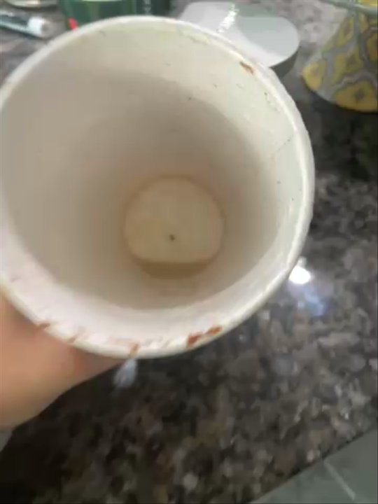 Starbucks - The bug - Coffee & Tea Near Me - Jacksonville, Florida