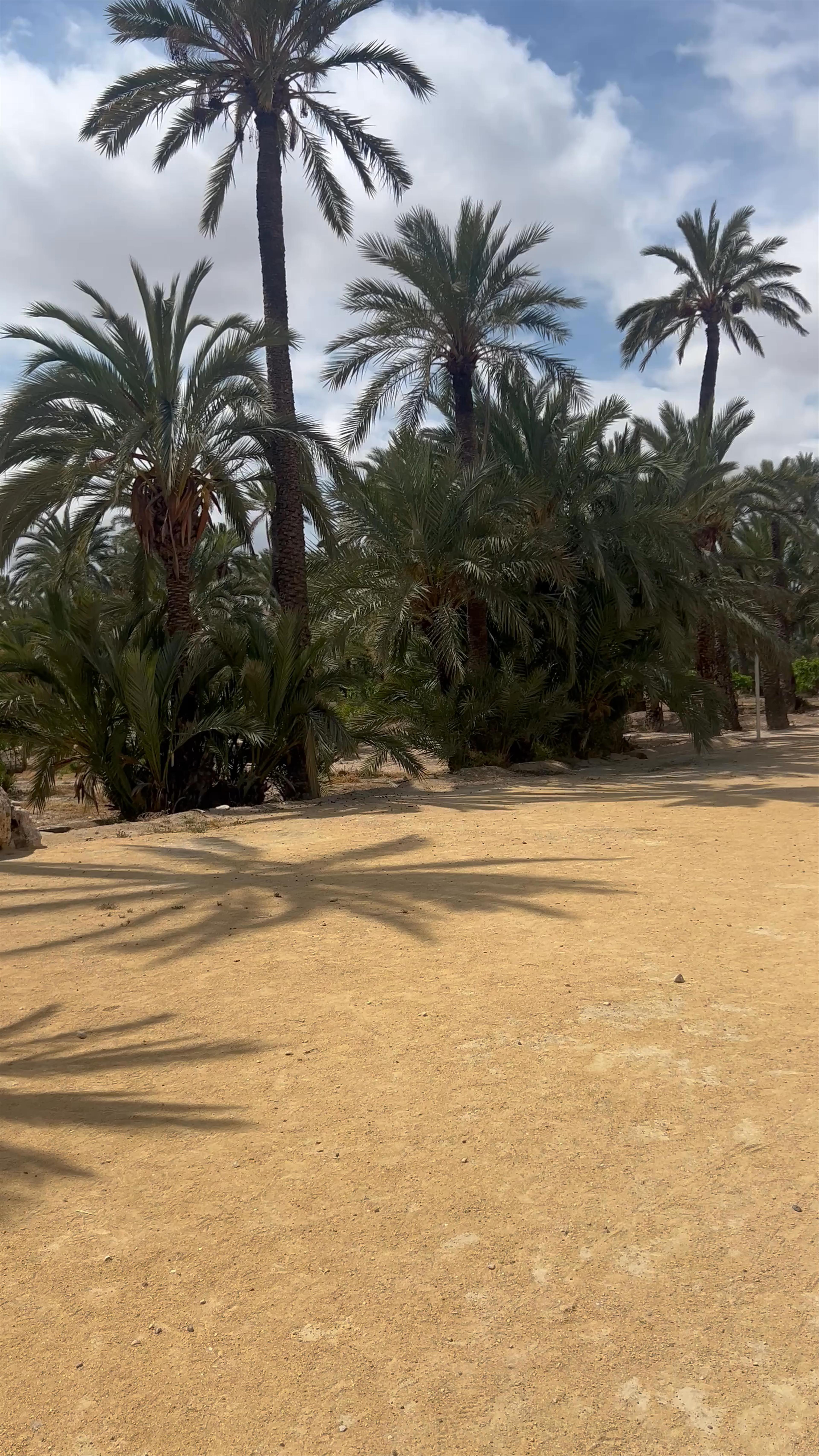 Torre de Vaillo: Historic Oasis of Elche