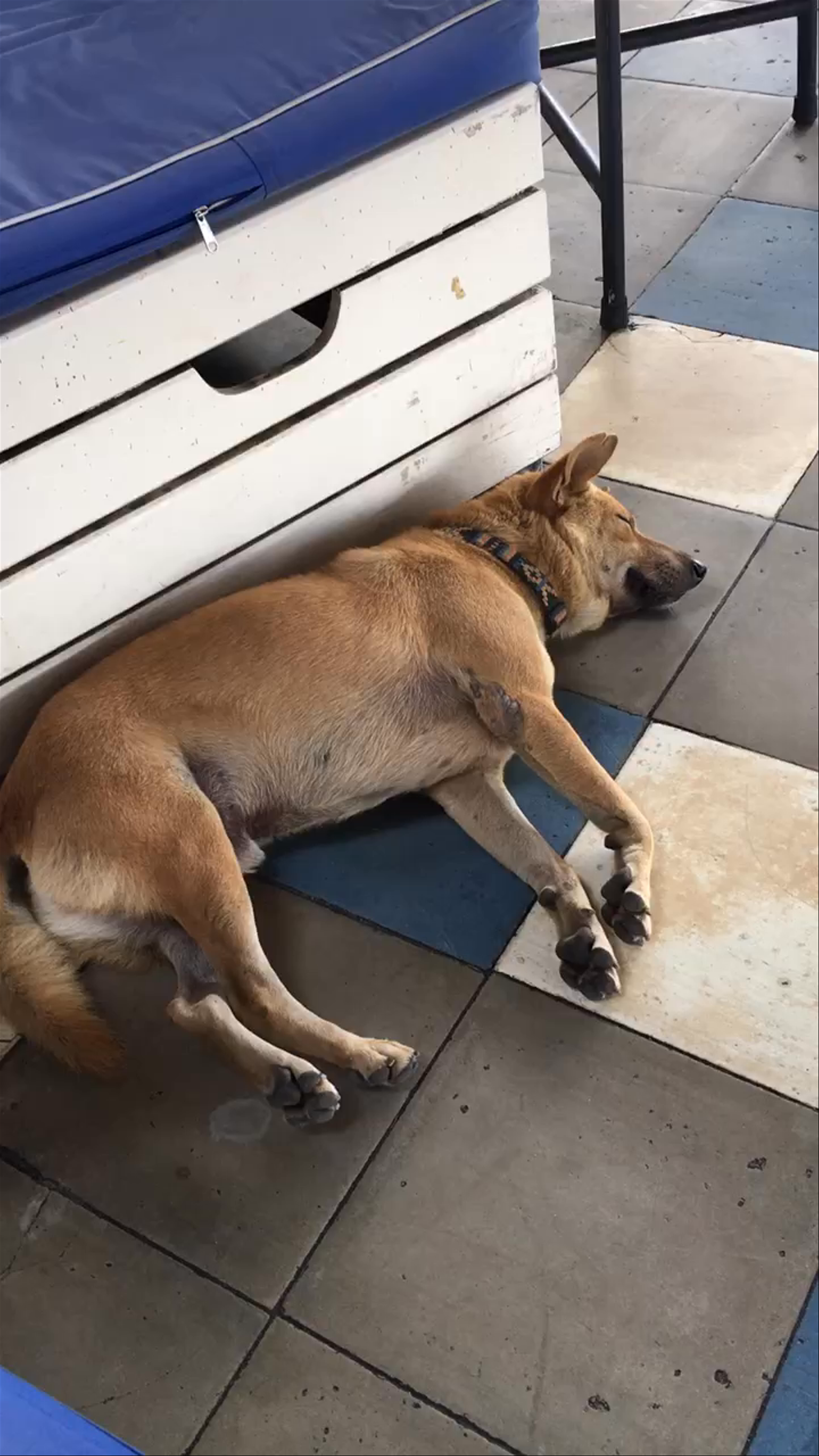 Relaxing Lazy Dogs at Old Man's, Canggu Bali