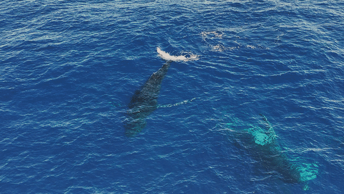 Untitled Work animated gif