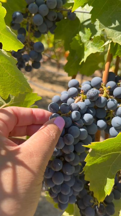 Pine Ridge Vineyards - Wineries Near Me - Napa, California