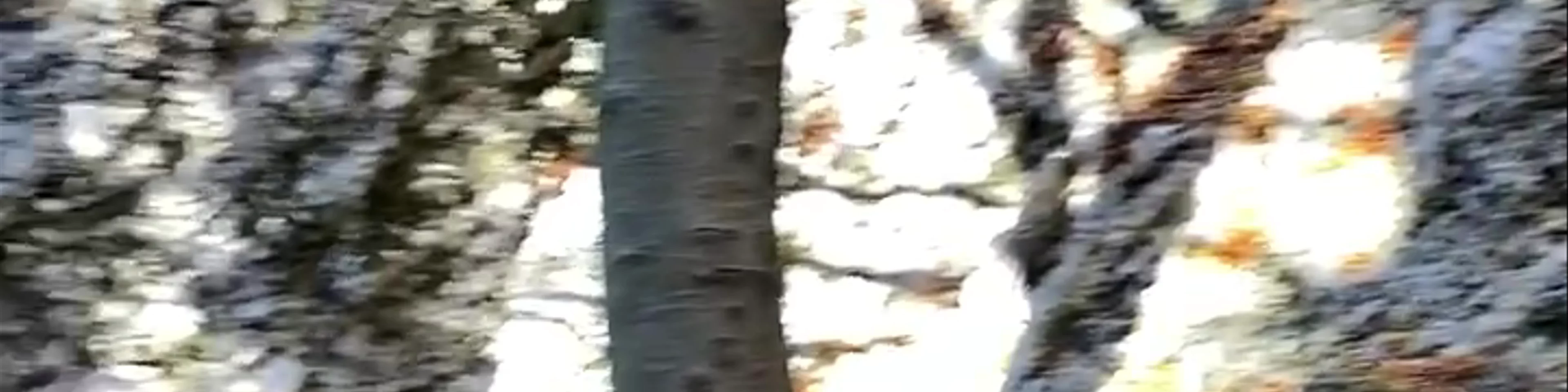 Otliško okno