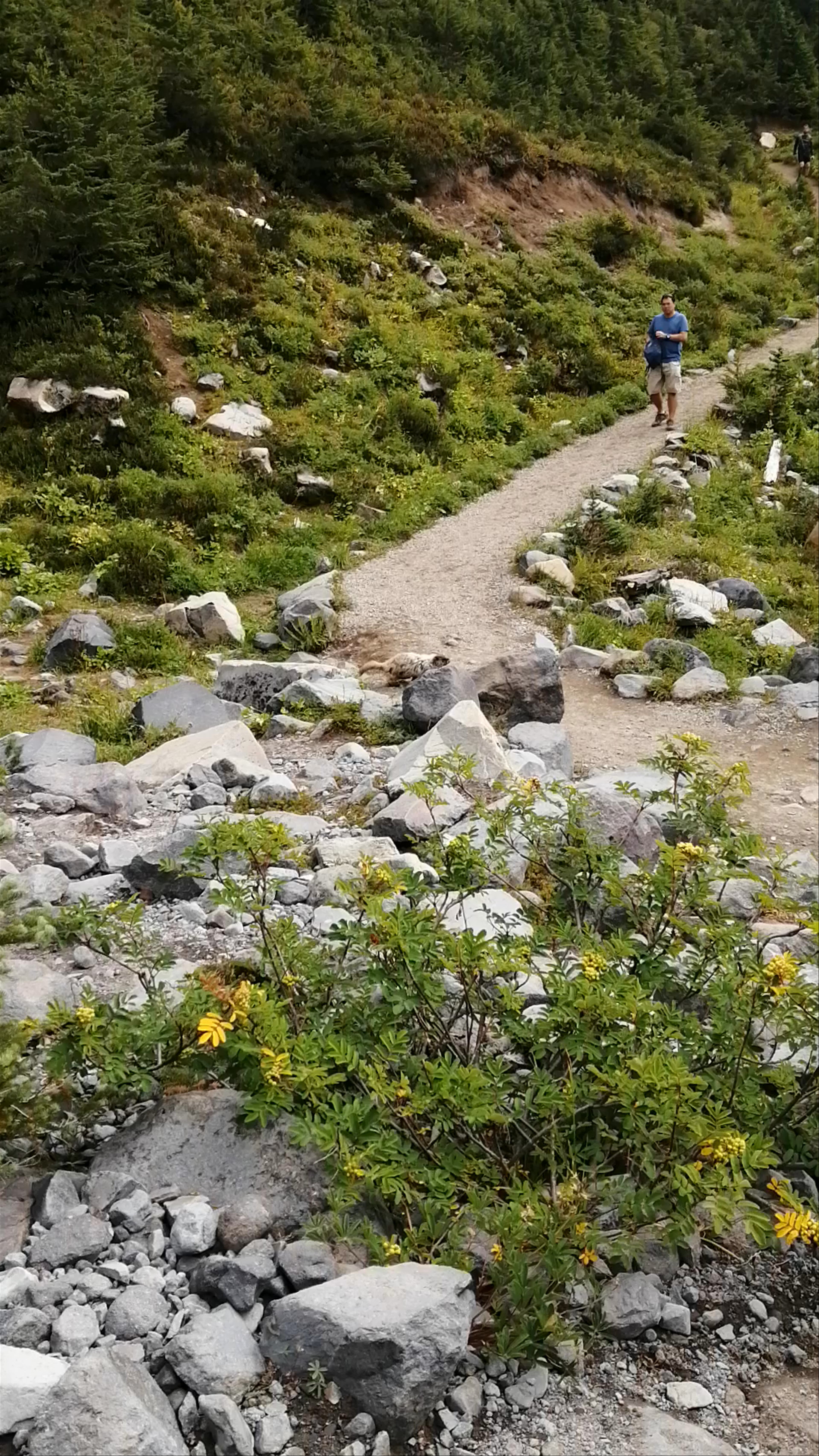 Mt Rainier National Park