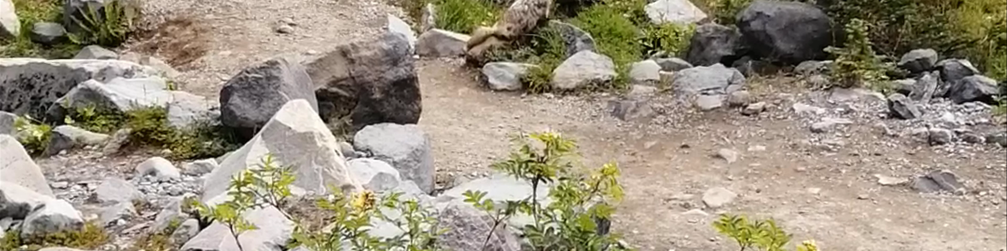Mt Rainier National Park