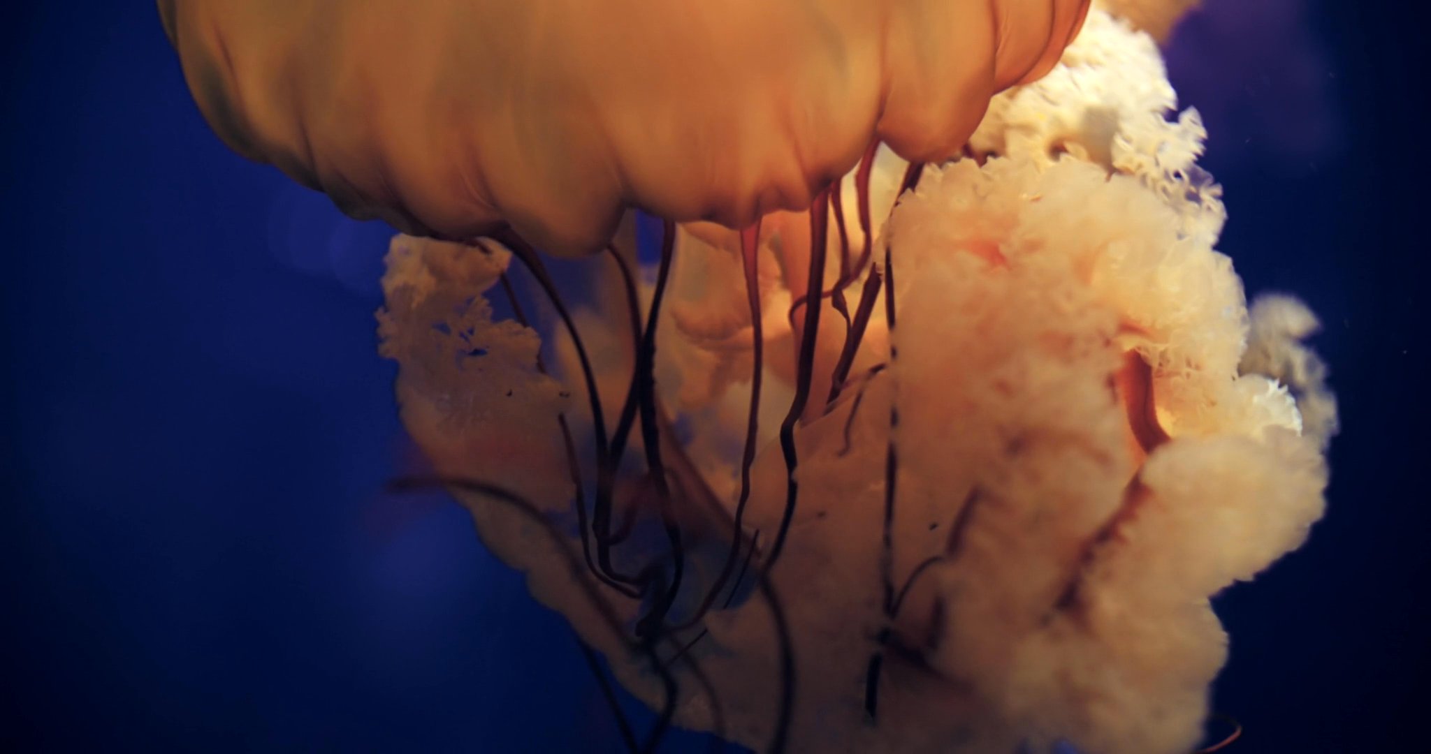 Jellyfish Deep