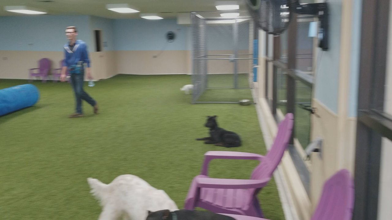 Paws 4 Fun - One of the large dog rooms. It was slow so they had big a little dogs at the time. - Pet Training Near Me - Lincoln, Nebraska