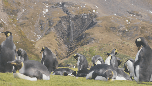 King Penguins in South Georgia animated gif