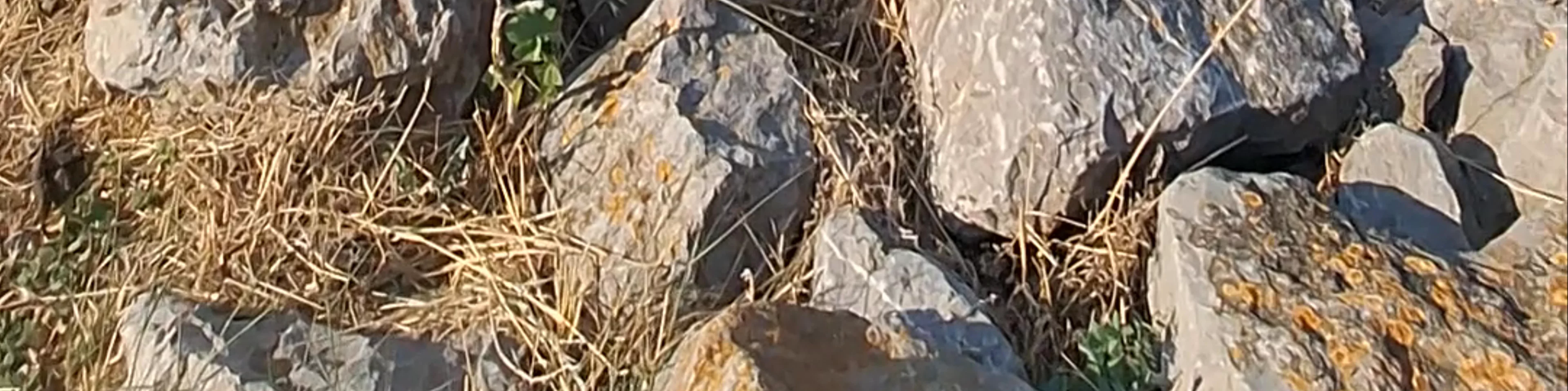 Étang de Gruissan
