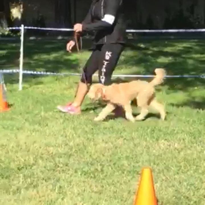 Complete Dog Obedience - Gabby carefully watching Jennifer at one of the Rally stations - Pet Training Near Me
