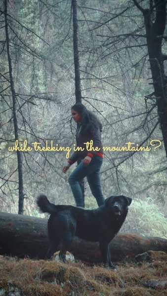 Photo of Companion dog on a H