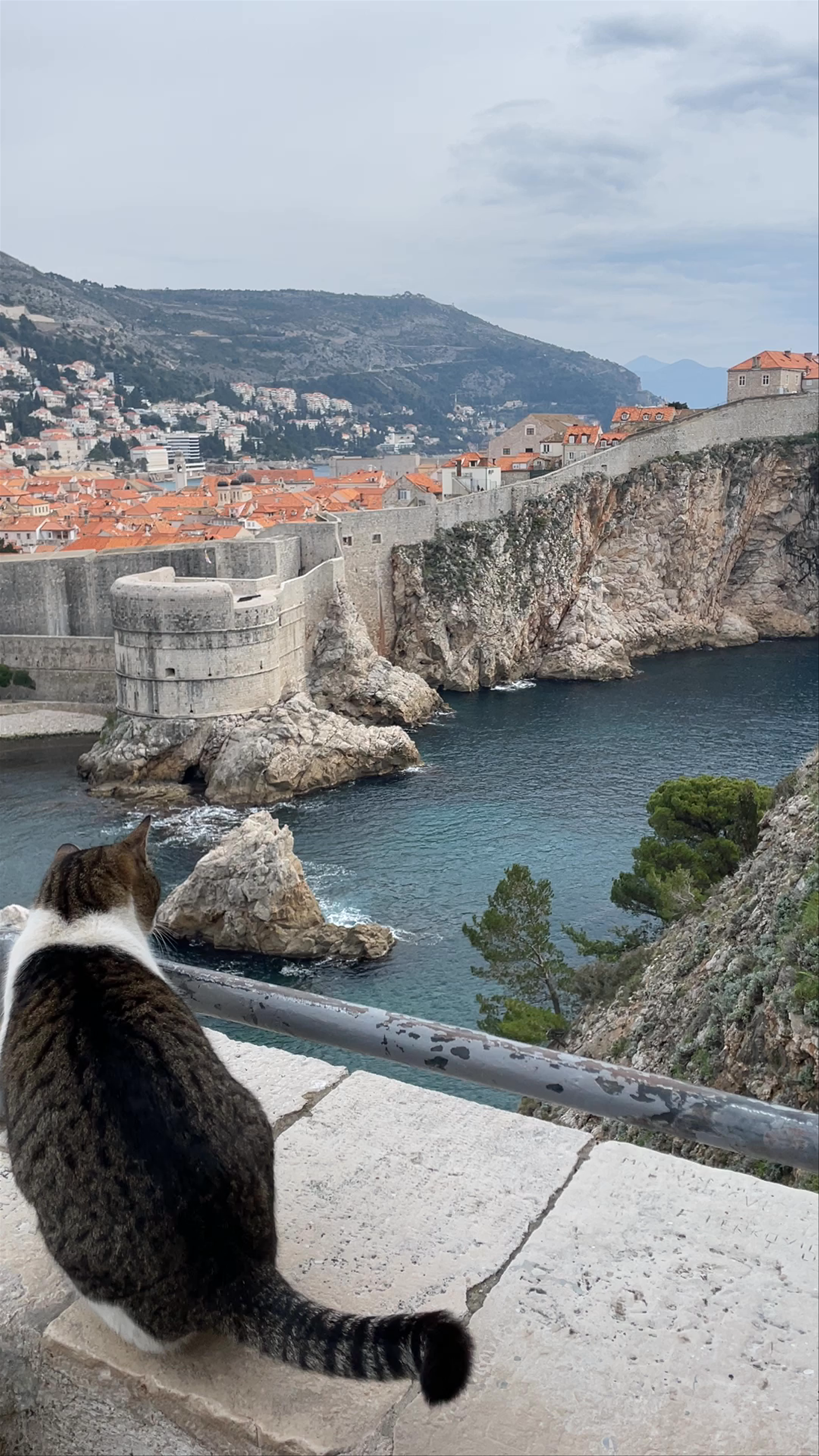 Serene Coastal Views and Historic Walls of Dubrovnik with a Curious Cat