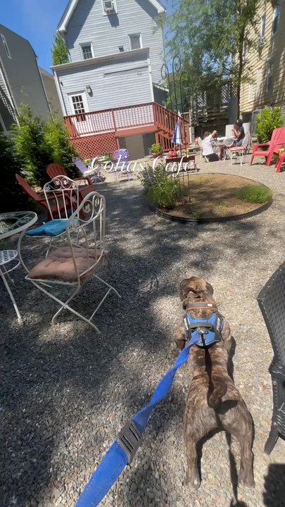 Colias Cafe - Coffee & Tea Near Me - Bloomfield, New Jersey