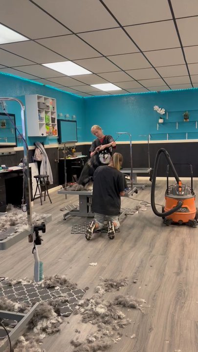 Top Paw Grooming - Pick up time! Look at that smile! - Pet Groomers Near Me - Tucson, Arizona